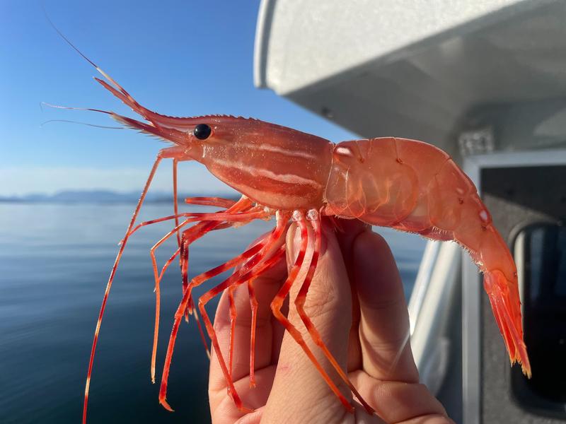 Large shrimp held in a hand.
