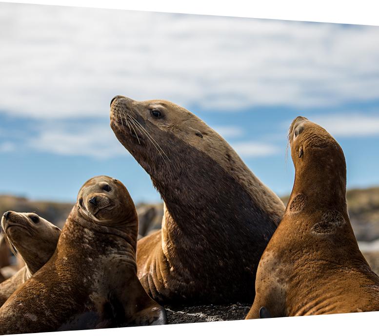 Sea lions on a beach looking up at the sky